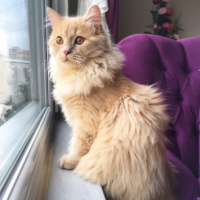 İran Kedisi (Persian), Kedi  Miyo fotoğrafı