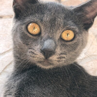 British Shorthair, Kedi  R fotoğrafı