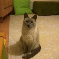 Mavi Rus, Kedi  Silver fotoğrafı