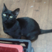 Tekir Kedi, Kedi  Dilek fotoğrafı