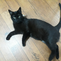 Tekir Kedi, Kedi  Dilek fotoğrafı