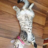 Scottish Fold, Kedi  zilloş fotoğrafı
