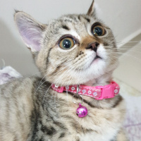 Scottish Fold, Kedi  zilloş fotoğrafı