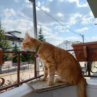 Sarman, Kedi  Murhpy fotoğrafı