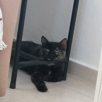 Tekir Kedi, Kedi  Lua fotoğrafı