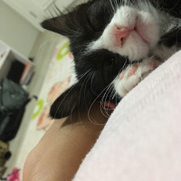 Tuxedo (Smokin) Kedi, Kedi  Mia fotoğrafı