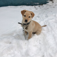 Golden Retriever, Köpek  Tarçın fotoğrafı