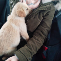 Golden Retriever, Köpek  Tarçın fotoğrafı