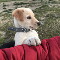 Golden Retriever, Köpek  Tarçın fotoğrafı