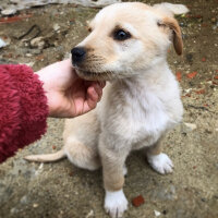 Golden Retriever, Köpek  Tarçın fotoğrafı