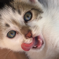 Tekir Kedi, Kedi  Mia fotoğrafı
