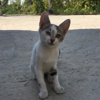 Tekir Kedi, Kedi  Mia fotoğrafı