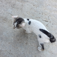 Tekir Kedi, Kedi  Mia fotoğrafı