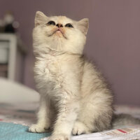 British Shorthair, Kedi  Asya fotoğrafı