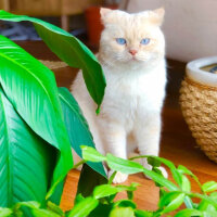 British Shorthair, Kedi  Asya fotoğrafı