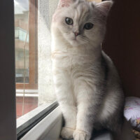 British Shorthair, Kedi  Asya fotoğrafı