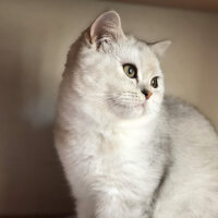 British Shorthair, Kedi  Asya fotoğrafı