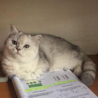 British Shorthair, Kedi  Asya fotoğrafı