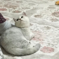 British Shorthair, Kedi  Asya fotoğrafı