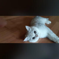 British Shorthair, Kedi  Asya fotoğrafı