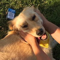 Golden Retriever, Köpek  leydi fotoğrafı