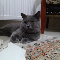British Shorthair, Kedi  Yumak fotoğrafı