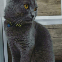 British Shorthair, Kedi  Yumak fotoğrafı