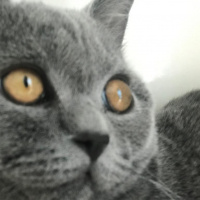 British Shorthair, Kedi  Ponçik fotoğrafı