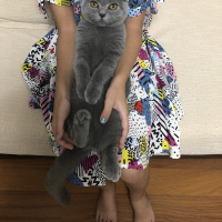 British Shorthair, Kedi  Ponçik fotoğrafı