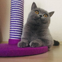 British Shorthair, Kedi  Çörek fotoğrafı