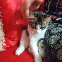 Soke, Kedi  Aybalam fotoğrafı