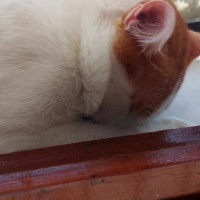 Tekir Kedi, Kedi  Limon fotoğrafı