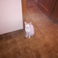 Tekir Kedi, Kedi  Limon fotoğrafı
