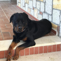 Rottweiler, Köpek  Alex fotoğrafı