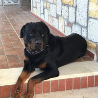 Rottweiler, Köpek  Alex fotoğrafı