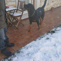 Rottweiler, Köpek  Alex fotoğrafı