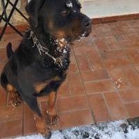 Rottweiler, Köpek  Alex fotoğrafı