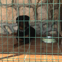 Rottweiler, Köpek  Alex fotoğrafı