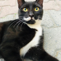 Tekir Kedi, Kedi  TOSBİİKK fotoğrafı