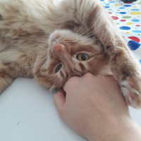 Sarman, Kedi  Susam fotoğrafı