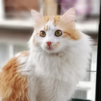 Sarman, Kedi  AŞKIM fotoğrafı