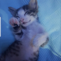 Tekir Kedi, Kedi  Mia fotoğrafı
