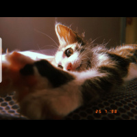 Tekir Kedi, Kedi  Mia fotoğrafı