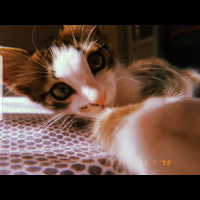 Tekir Kedi, Kedi  Mia fotoğrafı