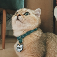 Scottish Fold, Kedi  Behlül fotoğrafı