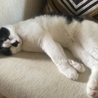 Tekir Kedi, Kedi  Şarlo fotoğrafı