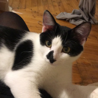 Tekir Kedi, Kedi  Şarlo fotoğrafı