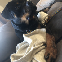 Rottweiler, Köpek  Moe fotoğrafı