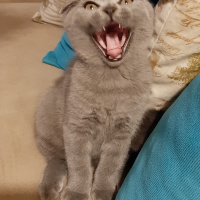 Scottish Fold, Kedi  Küba fotoğrafı