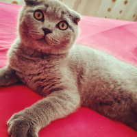 Scottish Fold, Kedi  Küba fotoğrafı
